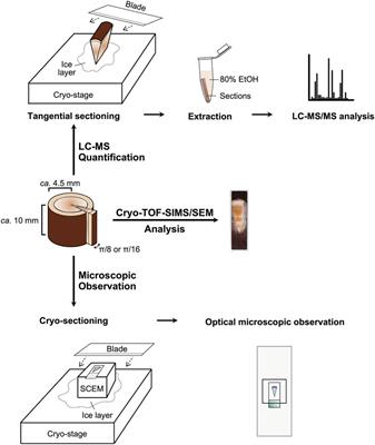 Microscopic distribution of taxanes in freeze-fixed stems of Taxus cuspidata